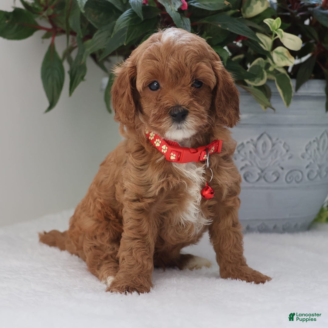 Cavapoo dogs for sale: Carson - Image 1