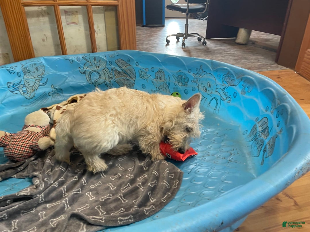 Scottish Terrier dogs for sale: Sherman - Image 2