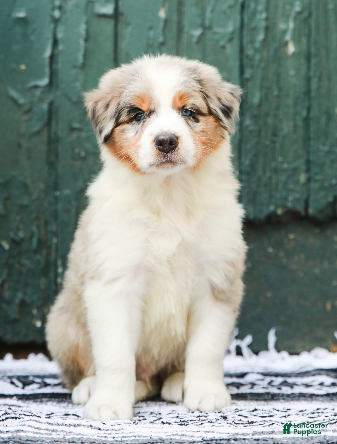 Australian Shepherd dogs for sale: Atlas - Image 16