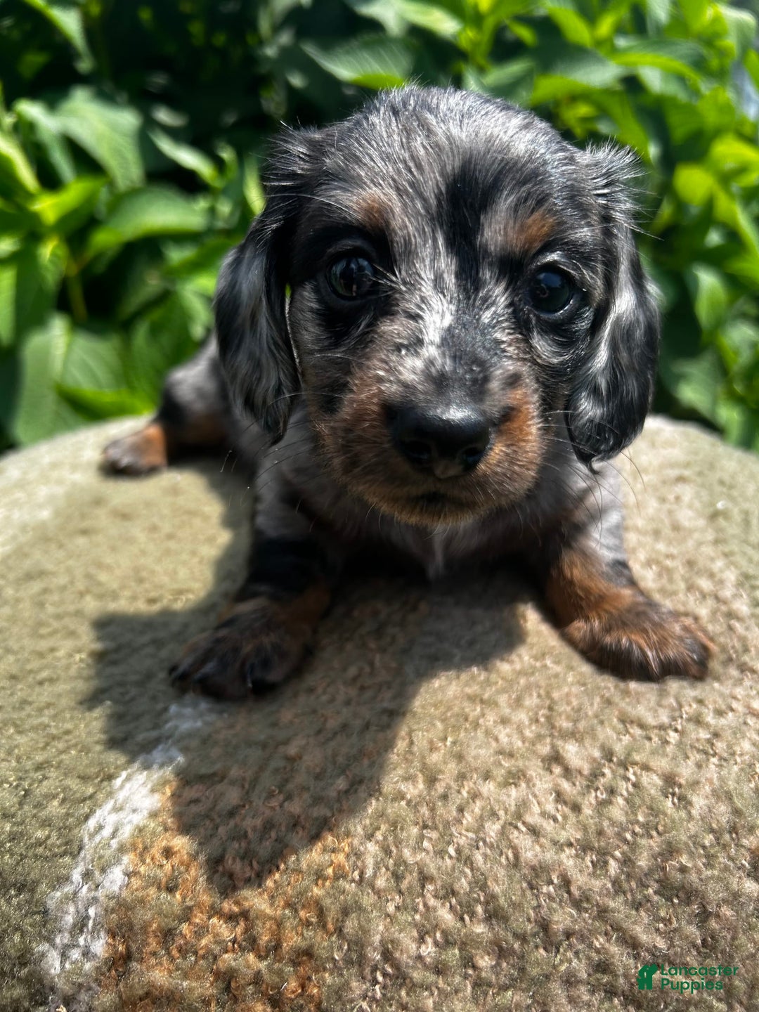 Dachshund dogs for sale: Juno - Image 9