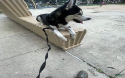 Siberian Husky dogs for sale: Buddy - Image 2