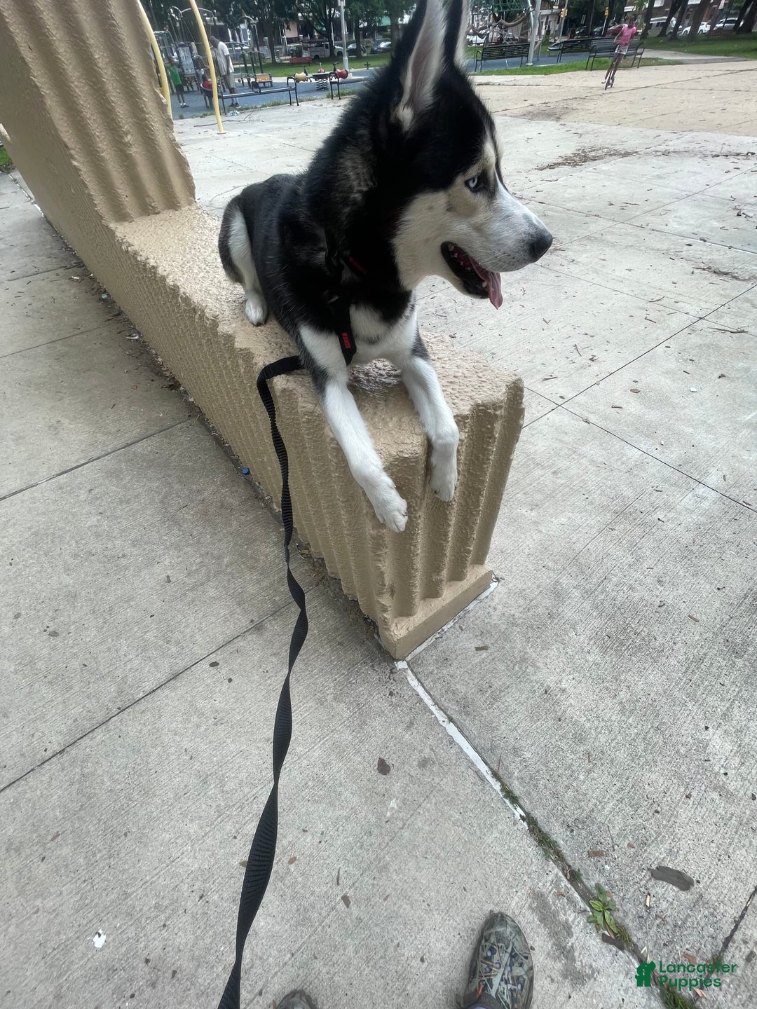 Siberian Husky dogs for sale: Buddy - Image 2