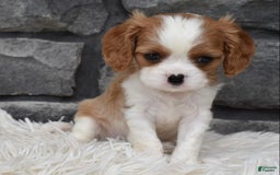 Cavalier King Charles Spaniel dogs for sale: Brady - Image 4