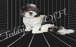 Teddy Bear dogs for sale: Jefferson - Image 4