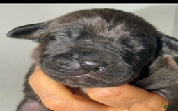 Great Dane dogs for sale: Quincy - Black - Image 4