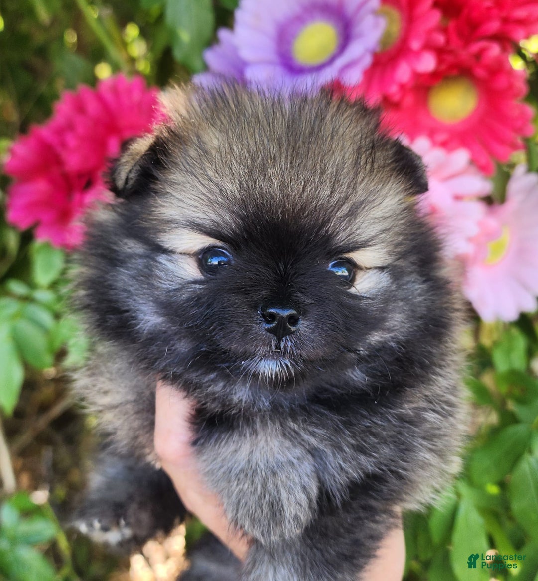 Pomeranian dogs for sale: Sushi - Image 1
