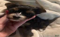 Yorkshire Terrier dogs for sale: Polly - Image 1
