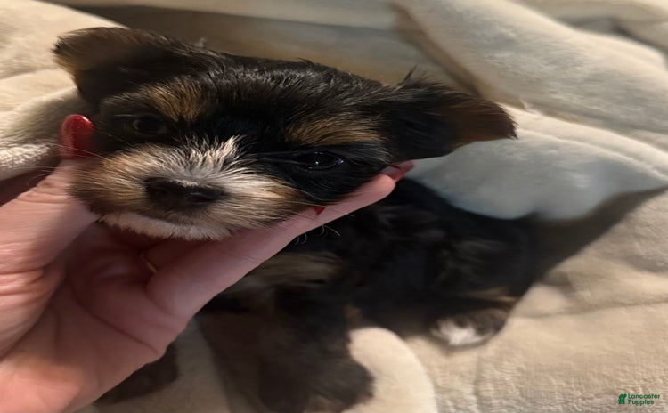 Yorkshire Terrier dogs for sale - Ad 1