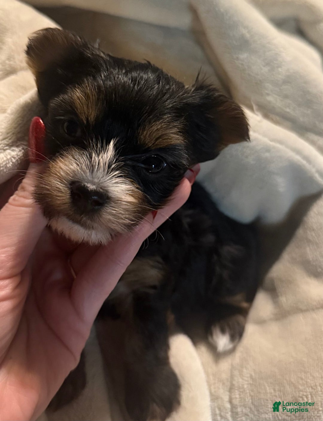 Yorkshire Terrier dogs for sale: Polly - Image 1