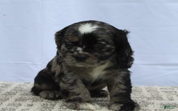 Cocker Spaniel dogs for sale: Reggie - Image 3
