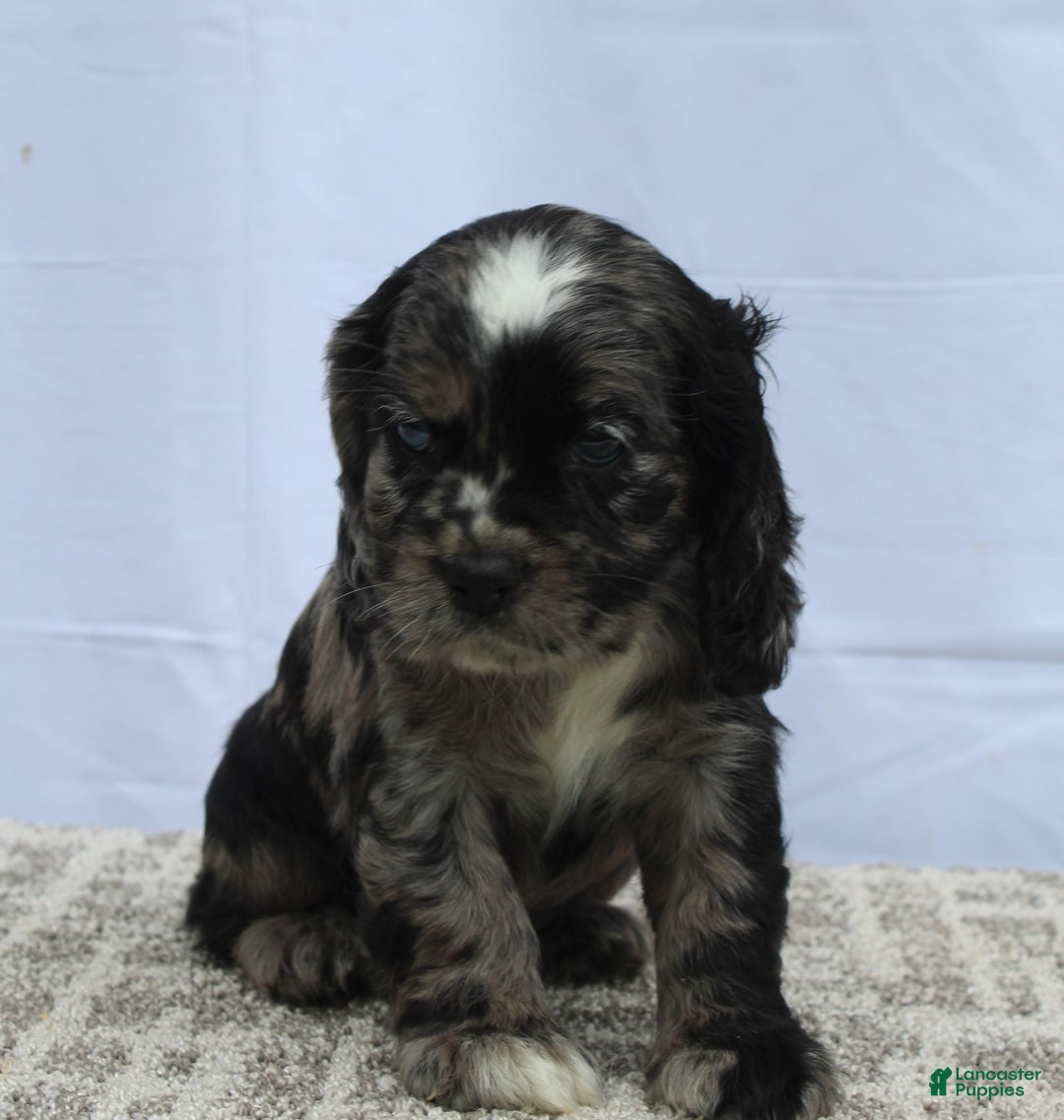 Cocker Spaniel dogs for sale: Reggie - Image 3