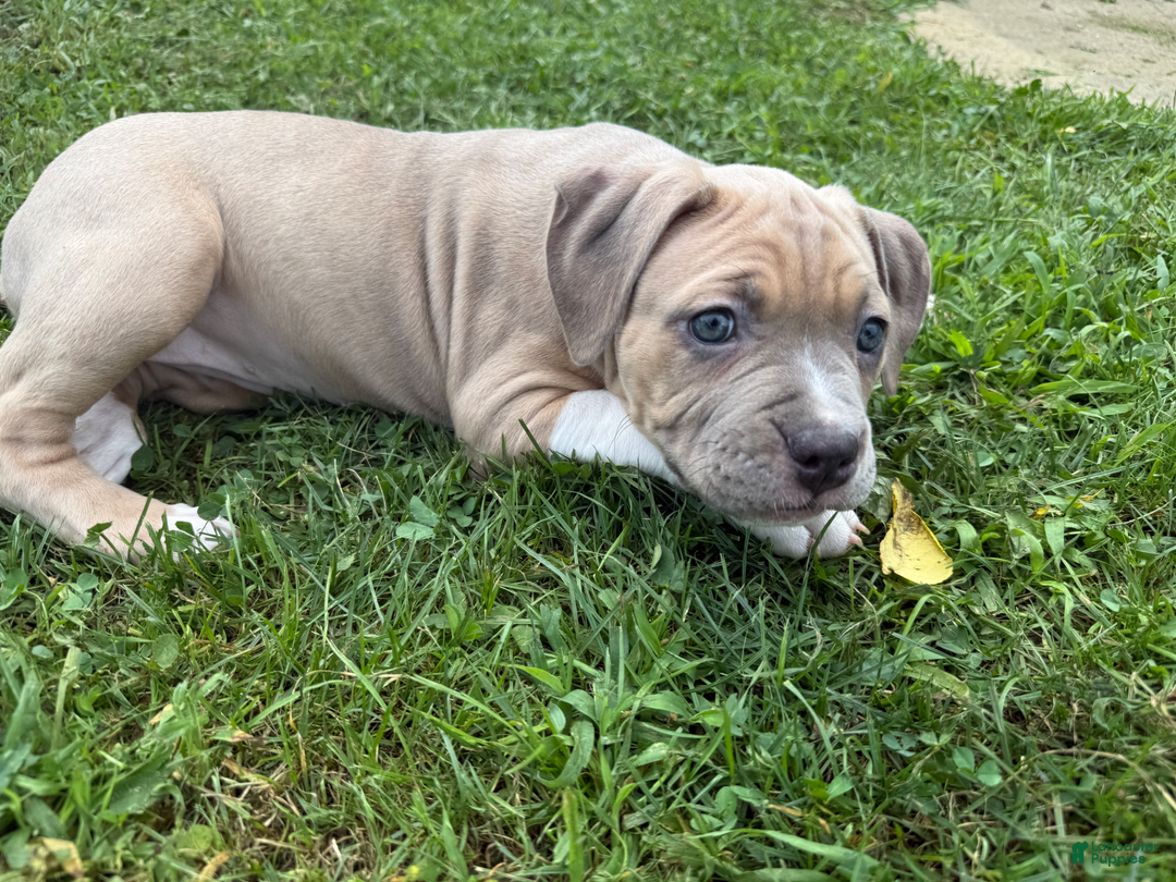 American Pit Bull Terrier dogs for sale: Russ - Image 22