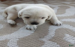 Labrador Retriever dogs for sale: Luna - Image 1