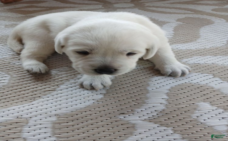 Labrador Retriever dogs for sale - Ad 2