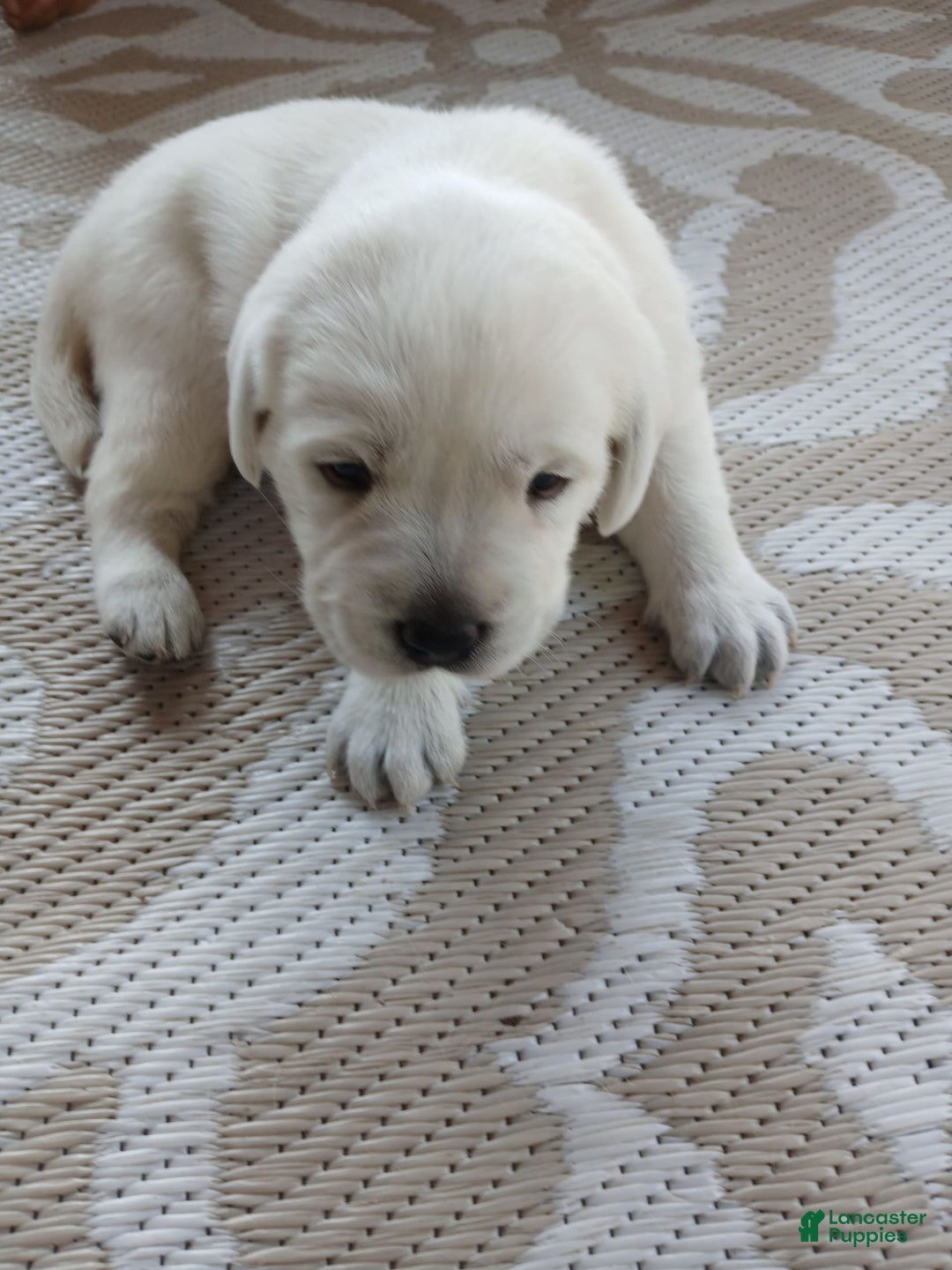 Labrador Retriever dogs for sale: Luna - Image 1