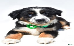 Miniature Australian Shepherd dogs for sale: Twinkle - Image 8