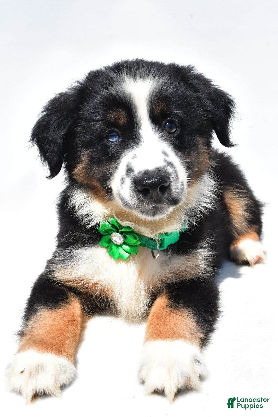 Miniature Australian Shepherd dogs for sale: Twinkle - Image 8