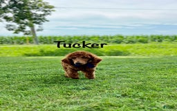 Standard Poodle dogs for sale: Tucker - Image 7