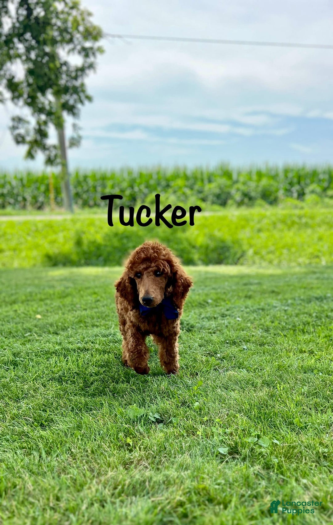 Standard Poodle dogs for sale: Tucker - Image 7
