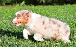 Australian Shepherd dogs for sale: Diesel - Image 4