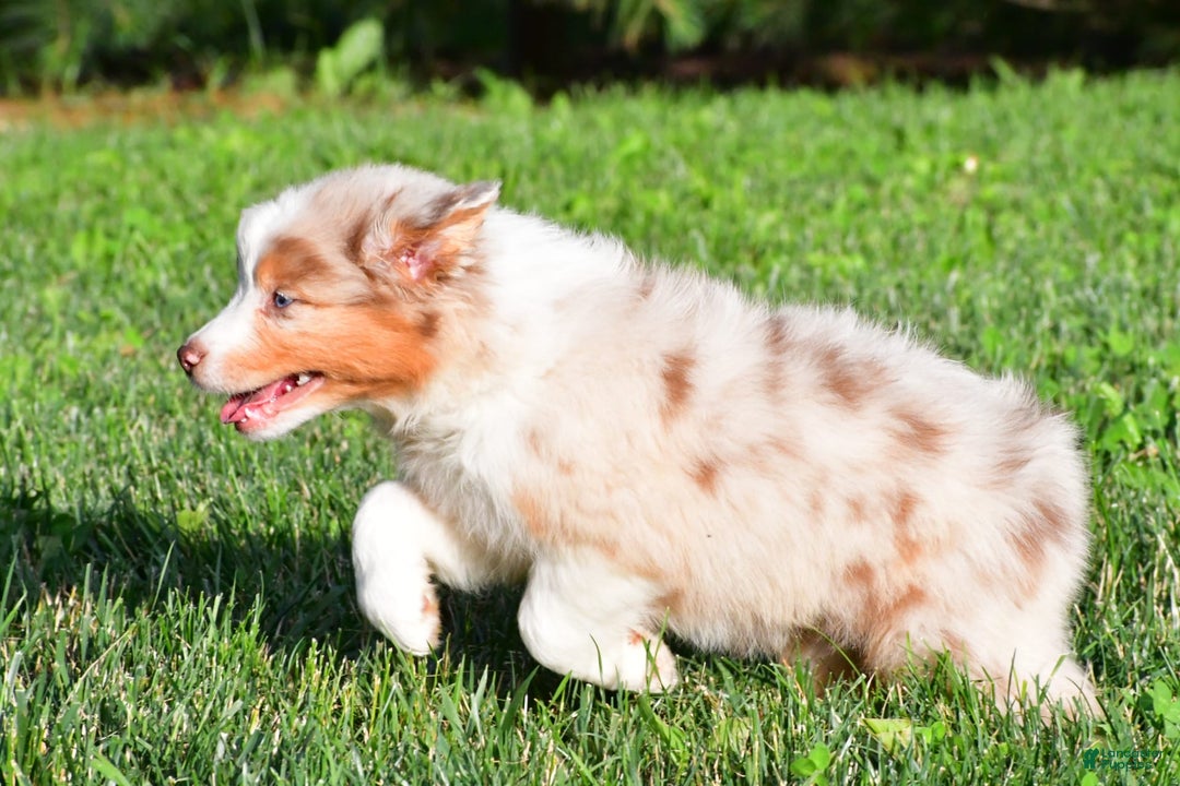 Australian Shepherd dogs for sale: Diesel - Image 4