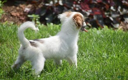 Cavapoo dogs for sale: Megan - Image 9