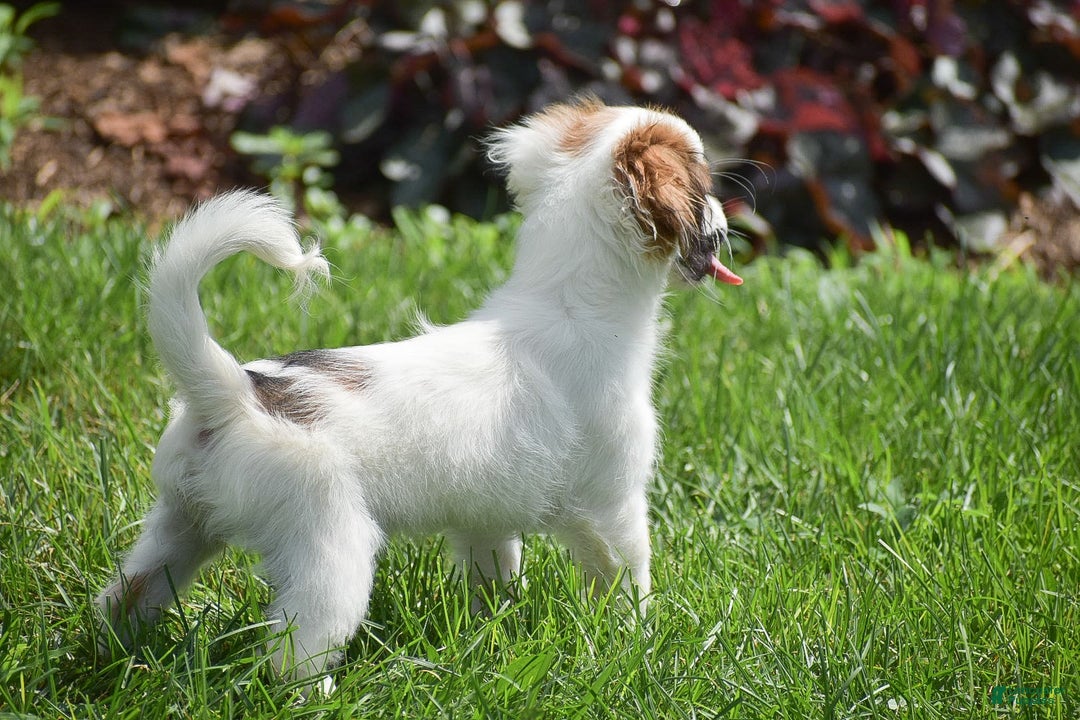 Cavapoo dogs for sale: Megan - Image 9