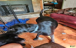 Labrador Retriever dogs for sale: Big  Mouth - Image 4