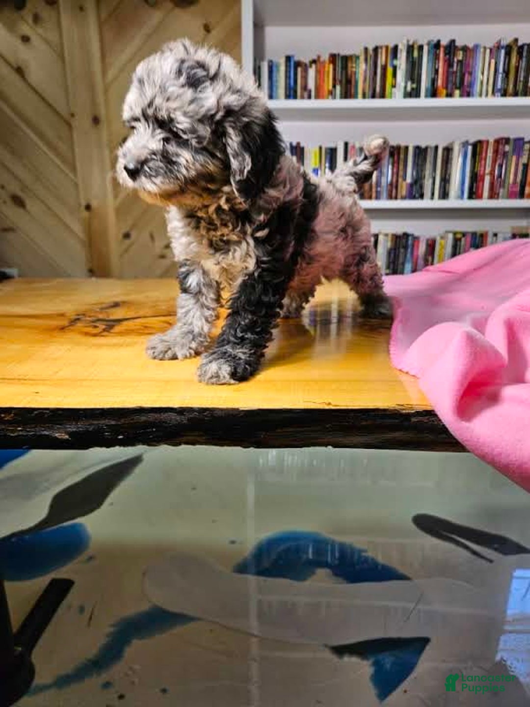 Portuguese Water Dog dogs for sale: Speckles - Image 5