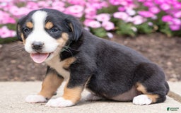 Greater Swiss Mountain Dog dogs for sale: Hilda - Image 2