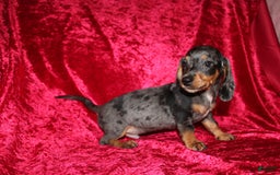 Miniature Dachshund dogs for sale: Teddy Mini - Image 21