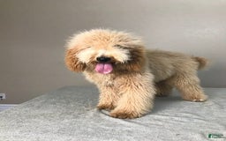 Goldendoodle dogs for sale: Sue - Image 6