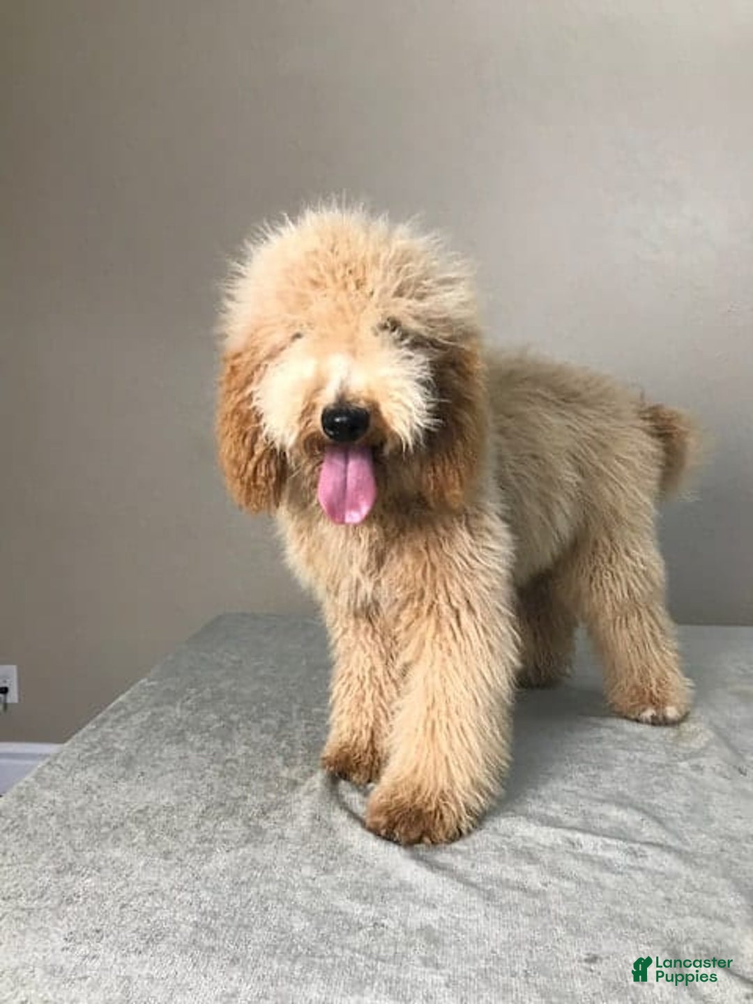 Goldendoodle dogs for sale: Sue - Image 6