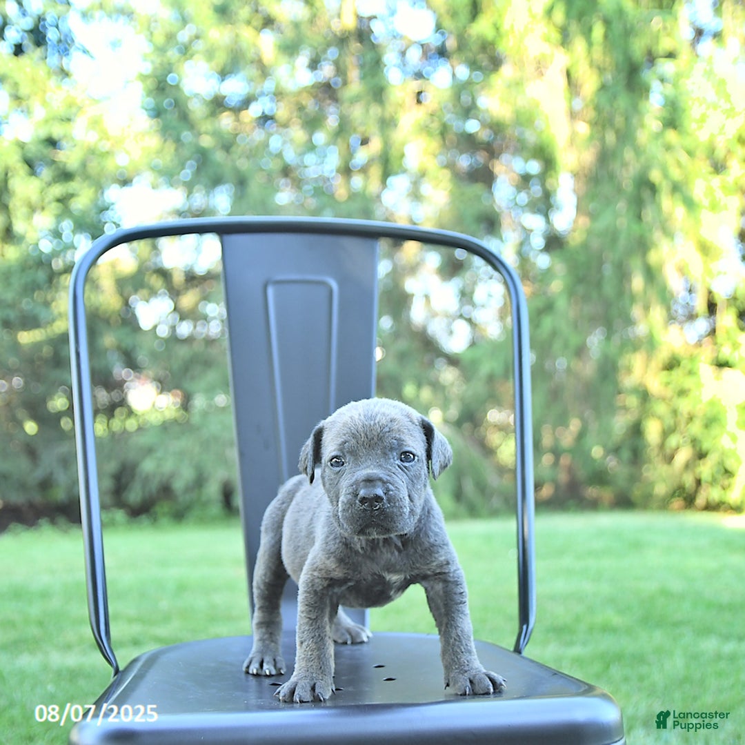 Cane Corso dogs for sale: Drake - Image 2
