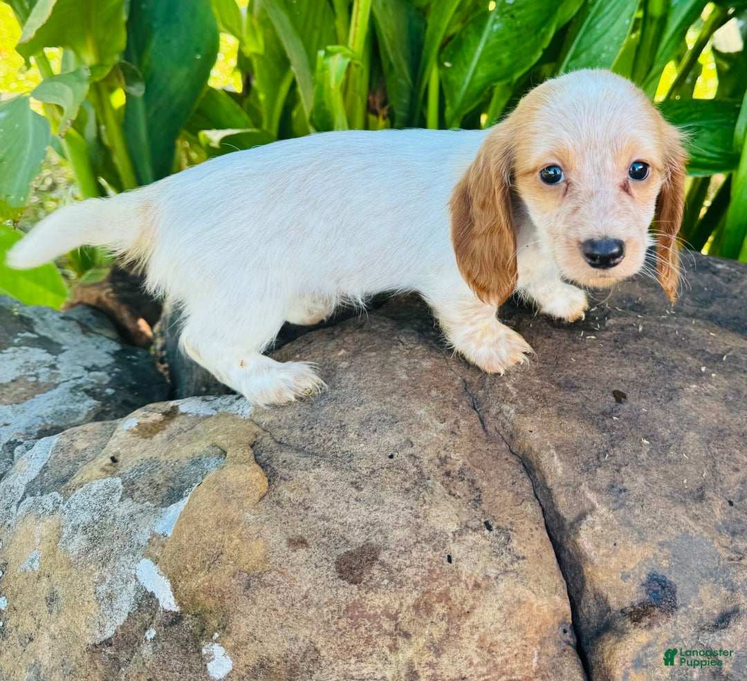 Miniature Dachshund dogs for sale: Lemon Drop - Image 9
