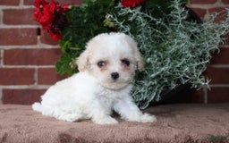 Cavapoo dogs for sale: Ashley - Image 7