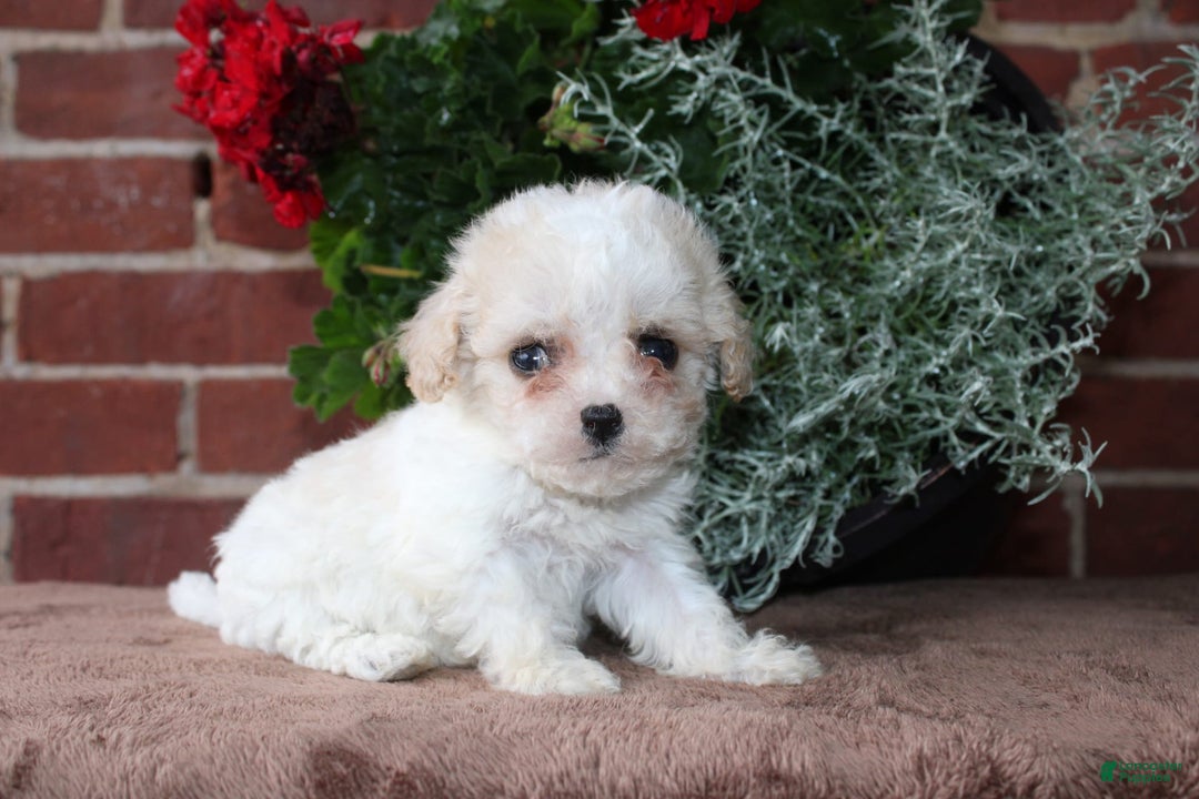 Cavapoo dogs for sale: Ashley - Image 7