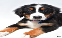 Bernese Mountain Dog dogs for sale: Kayle - Image 8