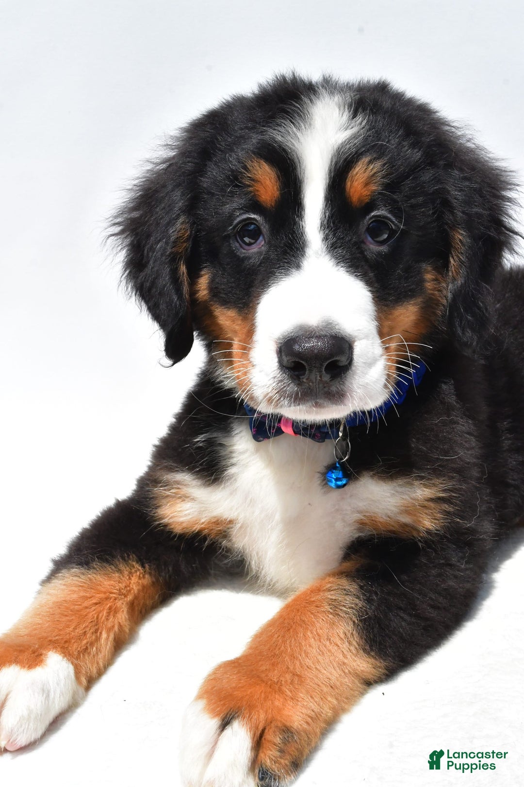 Bernese Mountain Dog dogs for sale: Kayle - Image 8