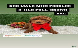 Miniature Poodle dogs for sale: Alex - Image 2