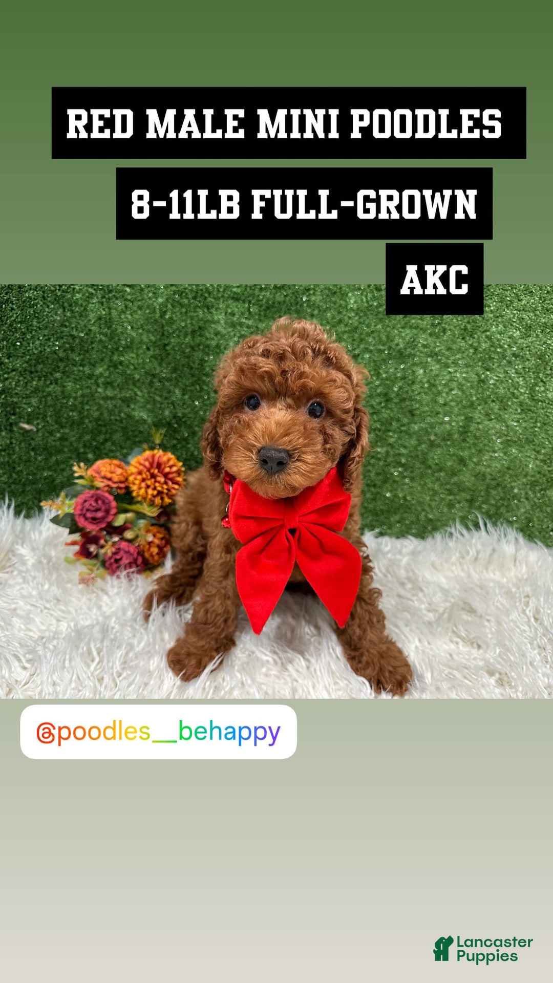 Miniature Poodle dogs for sale: Alex - Image 2