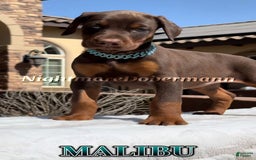 Doberman Pinscher dogs for sale: Malibu - Image 17