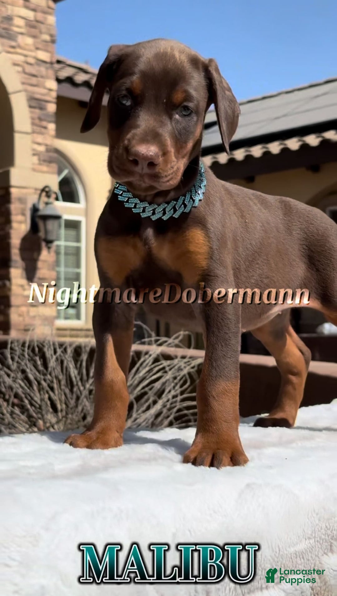 Doberman Pinscher dogs for sale: Malibu - Image 17