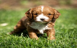 Cavapoo dogs for sale: Poppy - Image 1