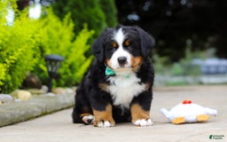 Bernese Mountain Dog dogs for sale: Anson - Image 2