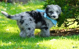 Sheepadoodle dogs for sale: Murphy - Image 10
