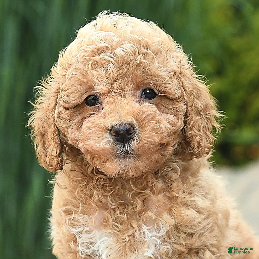 Toy Poodle dogs for sale: Jasmine - Image 2