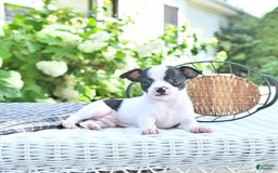 Chihuahua dogs for sale: Brewster - Image 3