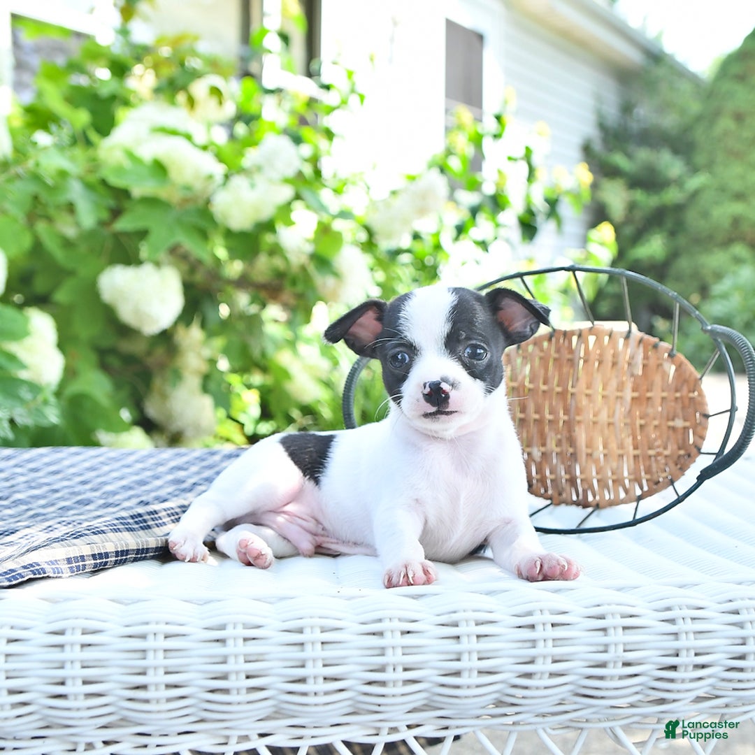 Chihuahua dogs for sale: Brewster - Image 3