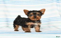 Yorkshire Terrier dogs for sale: Yorkshire Terrier 4 puppies - Image 11